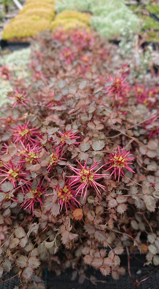 Acaena microphylla - 8cm pot 